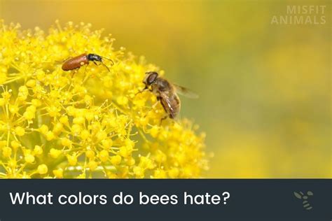 Why do bees hate white?